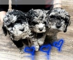 Image preview for Ad Listing. Nickname: Litter of 4