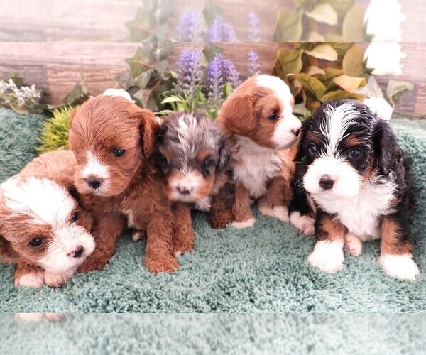 Medium Photo #1 Cavapoo Puppy For Sale in CARLISLE, KY, USA