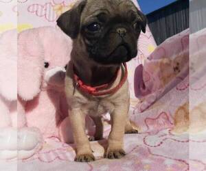Pug Puppy for sale in MECHANICSVLLE, MD, USA