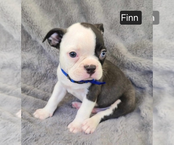 Medium Photo #4 Boston Terrier Puppy For Sale in MINERAL WELLS, WV, USA