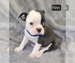 Small #3 Boston Terrier