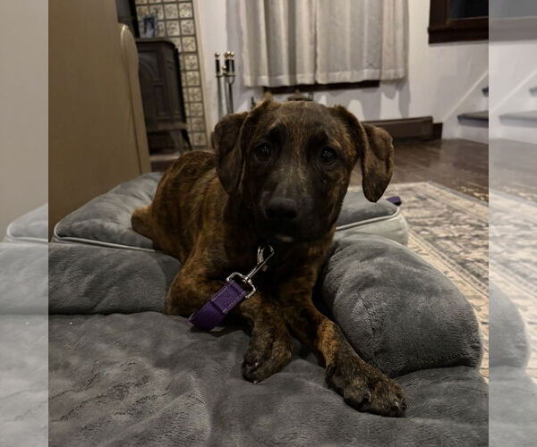 Medium Photo #4 Boxador Puppy For Sale in Woodbury, NY, USA