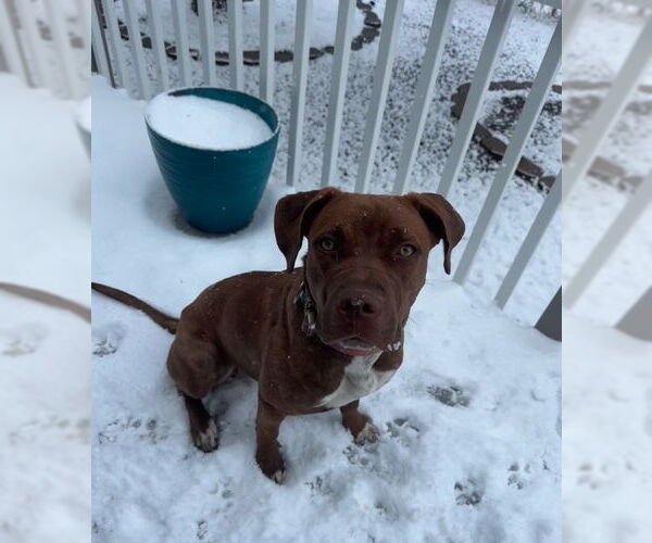 Medium Photo #2 American Pit Bull Terrier-Unknown Mix Puppy For Sale in Chandler, AZ, USA