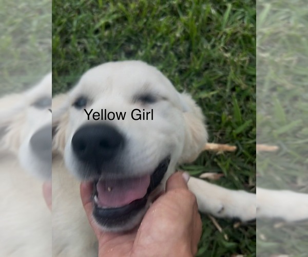 Medium Photo #7 Golden Retriever Puppy For Sale in BOILING SPGS, SC, USA