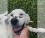 Small #6 Golden Retriever