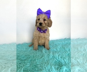 Goldendoodle (Miniature) Puppy for sale in ORLANDO, FL, USA