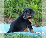 Small Photo #2 Bluetick Coonhound-Irish Setter Mix Puppy For Sale in KINZERS, PA, USA