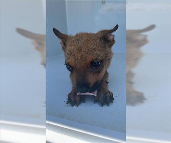 Medium Photo #1 German Shepherd Dog-Unknown Mix Puppy For Sale in Houston, TX, USA