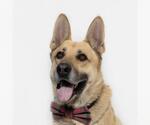 Small German Shepherd Dog