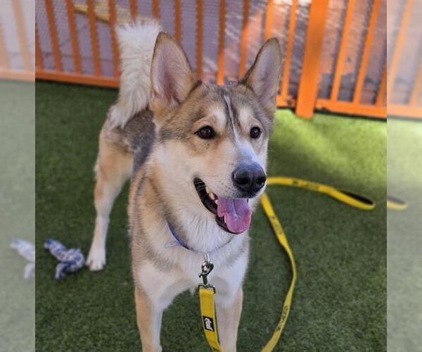Medium Photo #2 Siberian Husky-Unknown Mix Puppy For Sale in Las Vegas, NV, USA