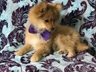 Small Photo #11 Pom-Shi Puppy For Sale in HONEY BROOK, PA, USA