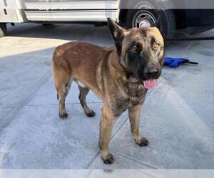 Mutt Dogs for adoption in Corona, CA, USA