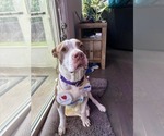 Small American Staffordshire Terrier Mix