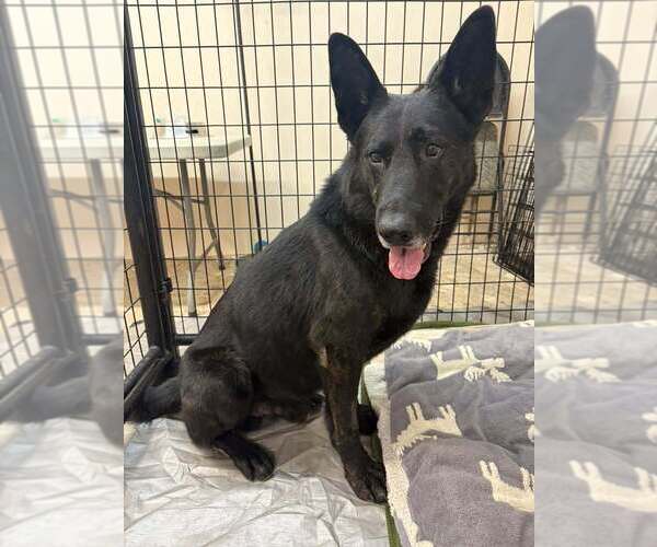 Medium Photo #3 Mutt Puppy For Sale in Calgary, Alberta, Canada