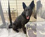 Small Photo #3 Mutt Puppy For Sale in Calgary, Alberta, Canada