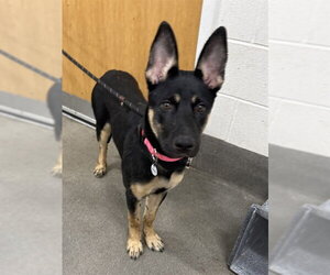 German Shepherd Dog Dogs for adoption in Forestville, MD, USA