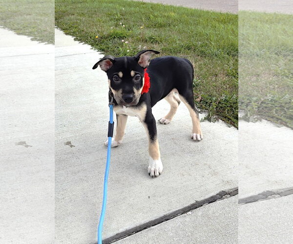 Medium Photo #10 Labrador Retriever-Unknown Mix Puppy For Sale in St. Louis Park, MN, USA