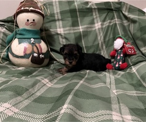 Poodle (Toy)-Yorkshire Terrier Mix Puppy for sale in BENSON, NC, USA