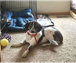 Small #2 Great Pyrenees Mix