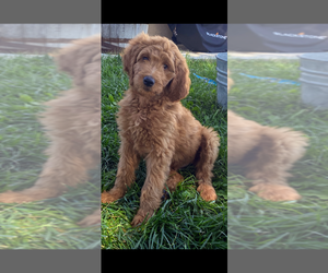 Goldendoodle Litter for sale in TRINIDAD, CO, USA