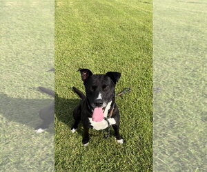 CHANCE - Male American Bulldog-Labrador Retriever Mix Dog for Adoption - Photo #2