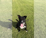 Small Photo #2 American Bulldog-Labrador Retriever Mix Puppy For Sale in Pryor, OK, USA