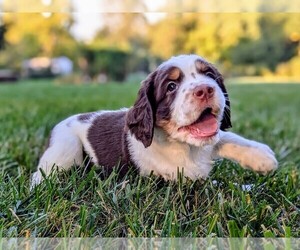 English Springer Spaniel Puppy for sale in SMOKETOWN, PA, USA