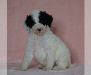 Poodle (Standard)-Shepadoodle Mix Puppy for sale in FREDERICKSBG, OH, USA