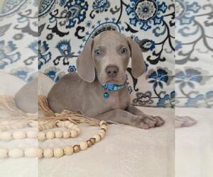 Weimaraner Puppy for Sale in LEWISBURG, Kentucky USA