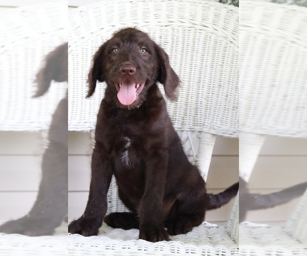 Medium Photo #2 Labradoodle Puppy For Sale in ROARING SPRING, PA, USA