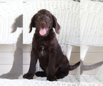 Small Photo #2 Labradoodle Puppy For Sale in ROARING SPRING, PA, USA