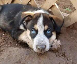 Ausky Puppy for sale in LAREDO, TX, USA