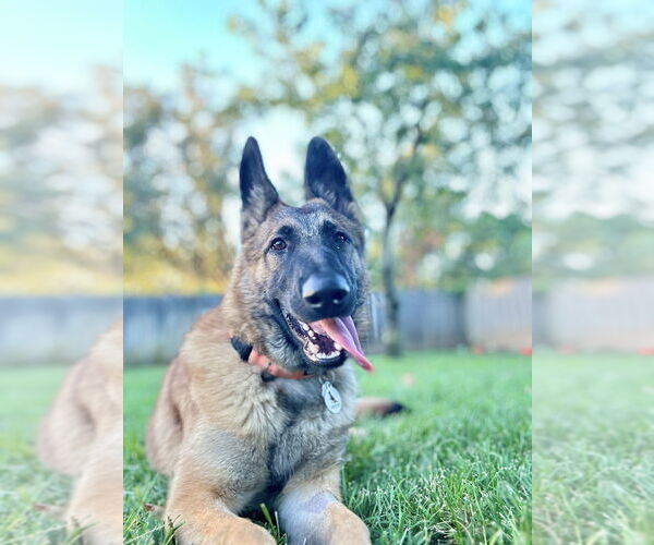 Medium Photo #3 German Shepherd Dog Puppy For Sale in West Sacramento, CA, USA