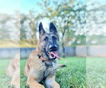 Small #2 German Shepherd Dog