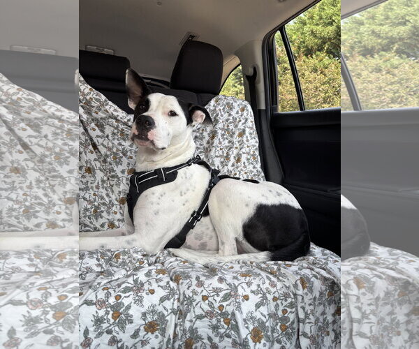 Medium Photo #6 Bullypit Puppy For Sale in Oakhurst, NJ, USA