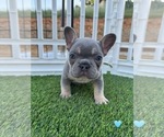 Puppy Puppy 8 French Bulldog