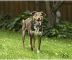 Small #2 Mutt