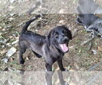 Small Photo #9 Collie-Labrador Retriever Mix Puppy For Sale in Sebec, ME, USA