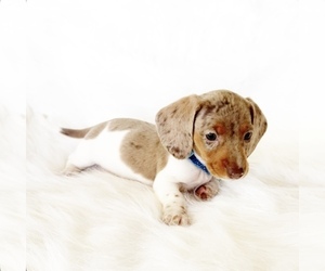 Dachshund Puppy for Sale in DAVIS, California USA