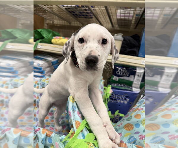 Medium Photo #11 Mutt Puppy For Sale in Wenonah, NJ, USA