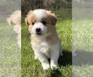 Shiranian Puppy for sale in FAIR HAVEN, MI, USA