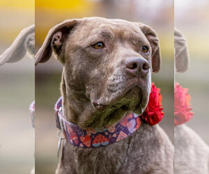 Foxy Brown - Female American Pit Bull Terrier-Plott Hound Mix Dog for Adoption - Photo #7