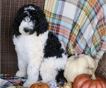 Small Photo #2 Poodle (Standard) Puppy For Sale in ARKADELPHIA, AR, USA