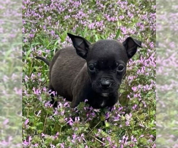 Medium Photo #6 Boston Terrier-Unknown Mix Puppy For Sale in Bolivar, MO, USA