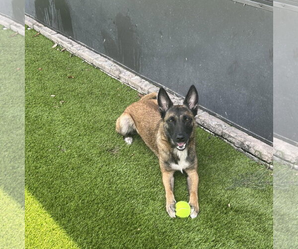 Medium Photo #3 German Shepherd Dog-Unknown Mix Puppy For Sale in Stevens Point, WI, USA