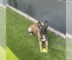 Small #2 German Shepherd Dog Mix