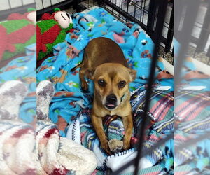 Chihuahua-Unknown Mix Dogs for adoption in Mukwonago, WI, USA