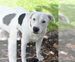 Small #5 American Pit Bull Terrier-Labrador Retriever Mix
