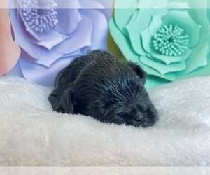 Schnauzer (Miniature) Puppy for Sale in POWDER SPRINGS, Georgia USA