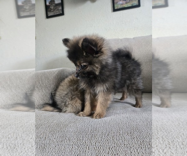 Medium Photo #3 Pomeranian Puppy For Sale in BRONSON, MI, USA
